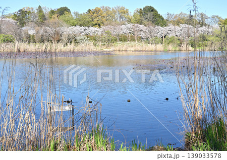 見沼田圃：見沼自然公園 139033578