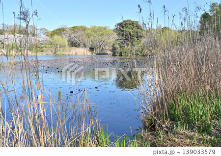 見沼田圃:見沼自然公園 見沼田圃:見沼自然公園 139033579