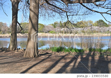 見沼田圃：見沼自然公園 139033580