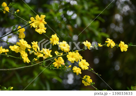 オウバイ Winter jasmine オウバイ Winter jasmine 139033633
