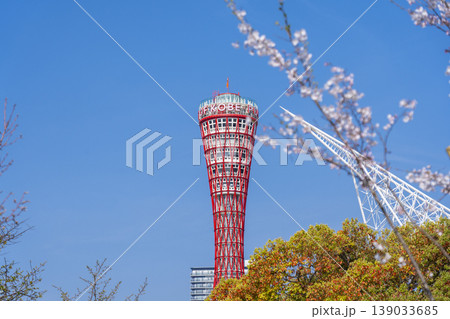神戸ポートタワーと桜　メリケンパーク 139033685