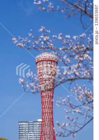 神戸ポートタワーと桜　メリケンパーク 139033687