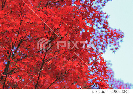 画面いっぱいに広がる鮮やかな真っ赤な紅葉(もみじ)の背景素材 画面いっぱいに広がる鮮やかな真っ赤な紅葉(もみじ)の背景素材 139033809