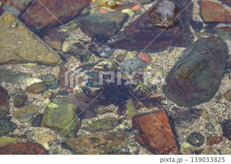 Shallow Rock Pool Coastal Marine Habitat Shallow Rock Pool Coastal Marine Habitat 139033825