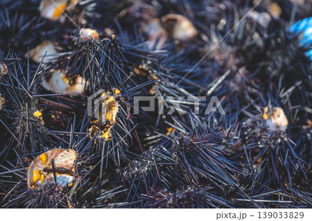 Intertidal Sea Urchins Among Coastal Rocks Intertidal Sea Urchins Among Coastal Rocks 139033829