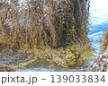 Intertidal Seaweed Draped Over Coastal Rocks 139033834