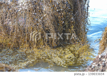Intertidal Seaweed Draped Over Coastal Rocks 139033834