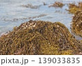 Intertidal Seaweed Draped Over Coastal Rocks 139033835