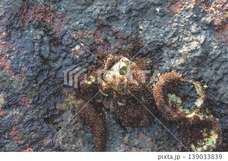 an Intertidal Barnacle Aperture Coastal Macro 139033839