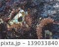 an Intertidal Barnacle Aperture Coastal Macro 139033840