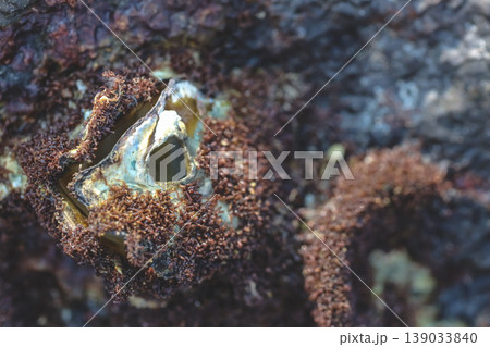 an Intertidal Barnacle Aperture Coastal Macro 139033840