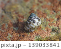 Intertidal Sea Snail On Coastal Rock 139033841
