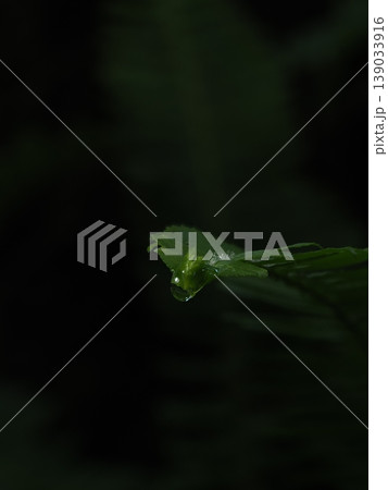 ​深度合成で捉えた植物の葉先から溢れ落ちそうな一滴の水滴と暗背景に浮かぶ鮮やかな緑 139033916