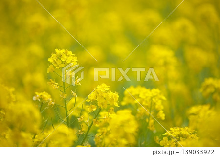 春の菜の花畑 春の菜の花畑 139033922