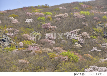 春の北海道松前町で野生の山桜が咲く山の風景を撮影 春の北海道松前町で野生の山桜が咲く山の風景を撮影 139033952