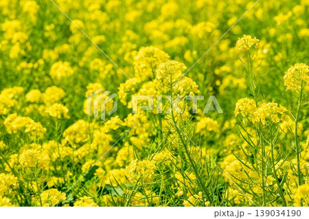 春爛漫の菜の花畑 139034190