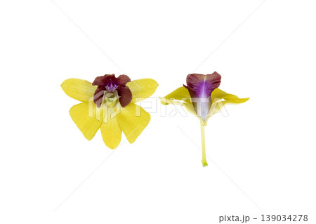 yellow flowers orchids arrangement flat lay postcard style in spring season yellow flowers orchids arrangement flat lay postcard style in spring season 139034278