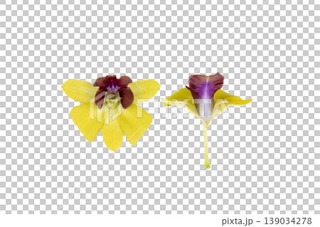 yellow flowers orchids arrangement flat lay postcard style in spring season  139034278