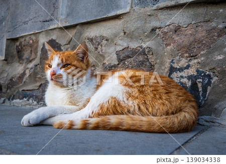 Cute orange-white domestic cat lounging by weathered stone structure Cute orange-white domestic cat lounging by weathered stone structure 139034338