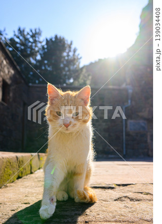 Sunlit orange tabby kitten sitting on stone with trees in background Sunlit orange tabby kitten sitting on stone with trees in background 139034408