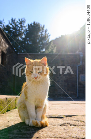 Cute orange cat sitting outdoors near old brick wall Cute orange cat sitting outdoors near old brick wall 139034409