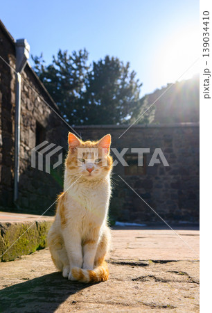 Tabby cat, sitting outside stone building with sunlight behind Tabby cat, sitting outside stone building with sunlight behind 139034410