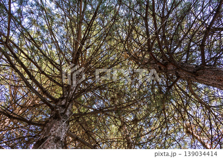 Low-angle view of tall tree with intricate branches against sky Low-angle view of tall tree with intricate branches against sky 139034414