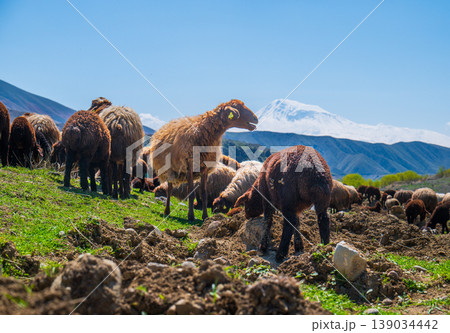Flock of sheep on sloped meadow with distant snow mountains Flock of sheep on sloped meadow with distant snow mountains 139034442