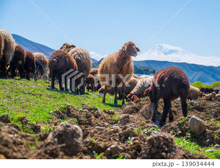 Sheep eat grass near mountain peaks 139034444