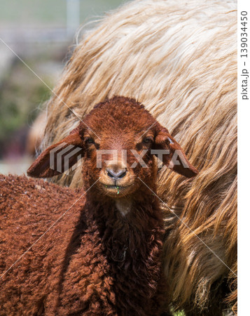 Close-up of a baby sheep with dark brown fleece peeking out from behind a larger Close-up of a baby sheep with dark brown fleece peeking out from behind a larger 139034450