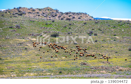 Flock of sheep grazing on grassy hillside under clear blue sky Flock of sheep grazing on grassy hillside under clear blue sky 139034472