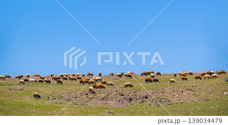 Sheep graze together on rolling green hillside under bright blue sky Sheep graze together on rolling green hillside under bright blue sky 139034479