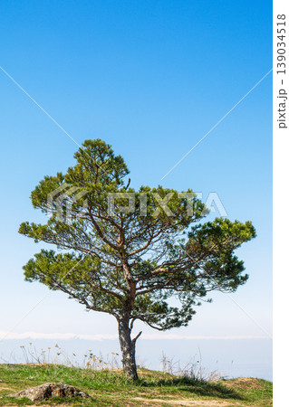 Isolated evergreen tree on hilltop against vast blue sky Isolated evergreen tree on hilltop against vast blue sky 139034518