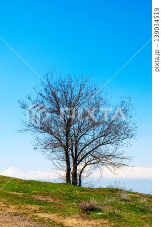 Lonely tree on green slope against bright blue sky Lonely tree on green slope against bright blue sky 139034519