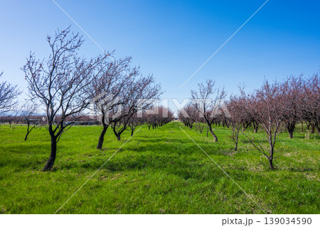 Spring orchard with blossoming trees on green field under blue sky Spring orchard with blossoming trees on green field under blue sky 139034590