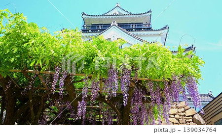 岡崎城と五万石ふじ 岡崎城と五万石ふじ 139034764