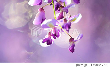 紫色が綺麗な藤の花のクローズアップ 紫色が綺麗な藤の花のクローズアップ 139034768