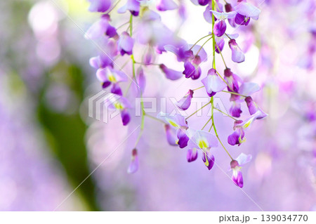 紫色が綺麗な藤の花のクローズアップ 紫色が綺麗な藤の花のクローズアップ 139034770