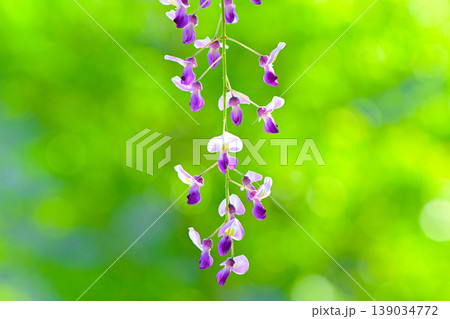 紫色が綺麗な藤の花のクローズアップ 紫色が綺麗な藤の花のクローズアップ 139034772