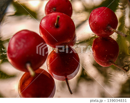 Ripe red hawthorn fruit on a tinted mirror. Minimalist still life with crimson berries and their elegant reflection. Macro shot of symmetrical composition with optical depth and dark tones Ripe red hawthorn fruit on a tinted mirror. Minimalist still life with crimson berries and their elegant reflection. Macro shot of symmetrical composition with optical depth and dark tones 139034831