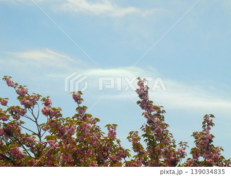 彩雲と八重桜 139034835