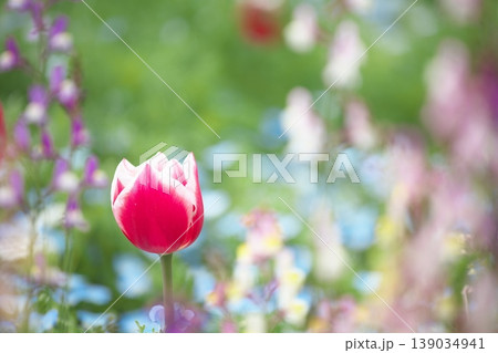 春香るチューリップの花 139034941