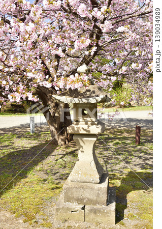 春の北海道松前町で松前神社境内の風景を撮影 139034989