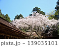 吉野水分神社の枝垂れ桜　【奈良県吉野郡吉野町】 139035101