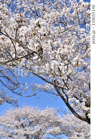 見沼田圃：青空と桜 139035140