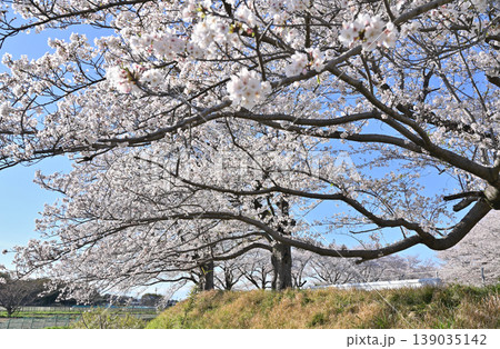 見沼田圃：青空と桜 139035142