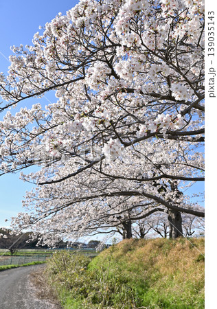 見沼田圃:青空と桜 見沼田圃:青空と桜 139035143