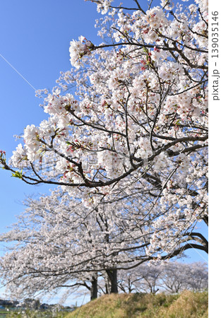 見沼田圃:青空と桜 見沼田圃:青空と桜 139035146