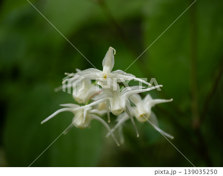 白花の常盤碇草が咲く 139035250