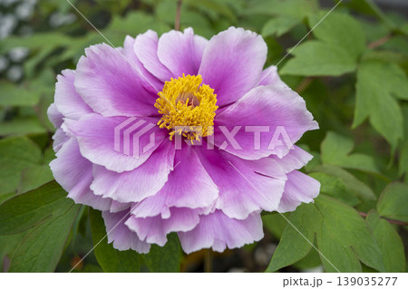 ピンク色の牡丹の花　島の藤 139035277